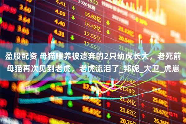 盈股配资 母猫喂养被遗弃的2只幼虎长大，老死前母猫再次见到老虎，老虎流泪了_邦妮_大卫_虎崽
